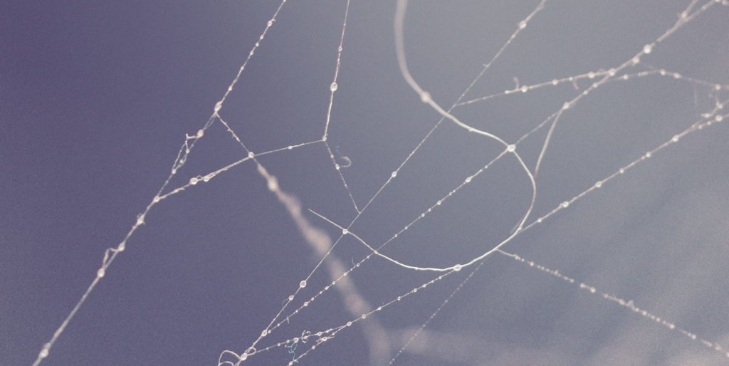 Macro photography of spider web