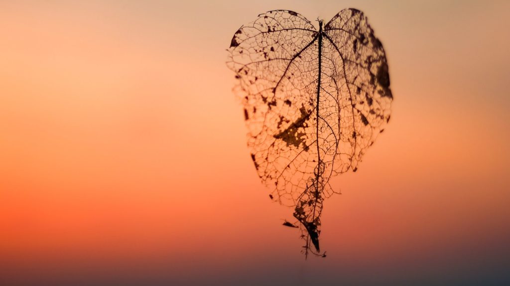 dried leaf falling on ground