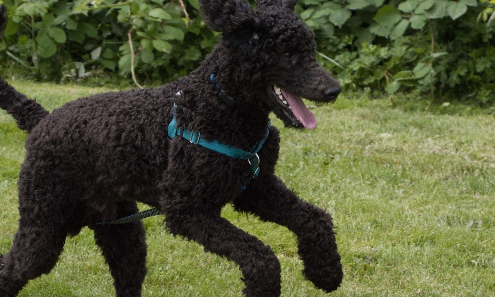 A poodle hopping in the grass
