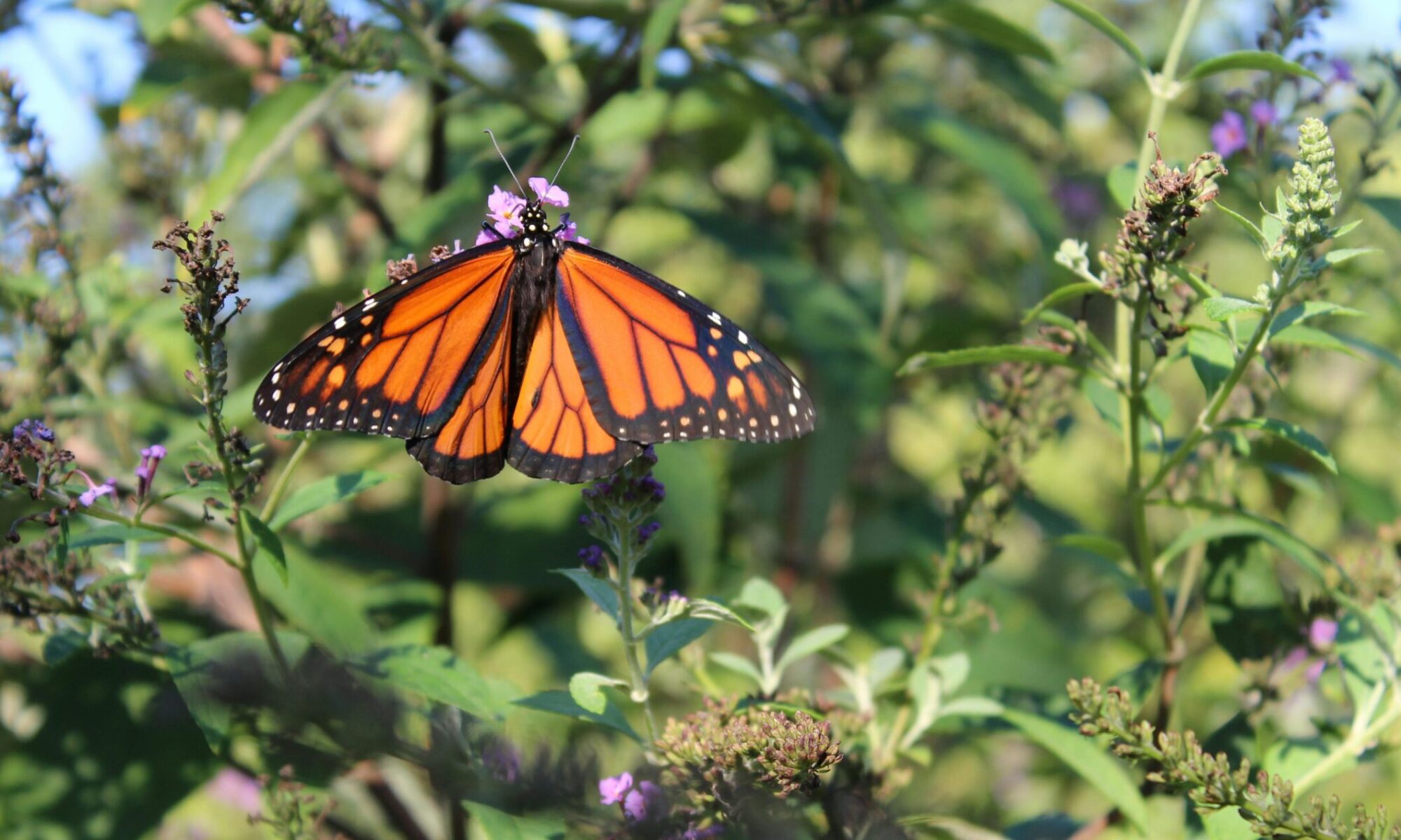Orange and black butterfly
