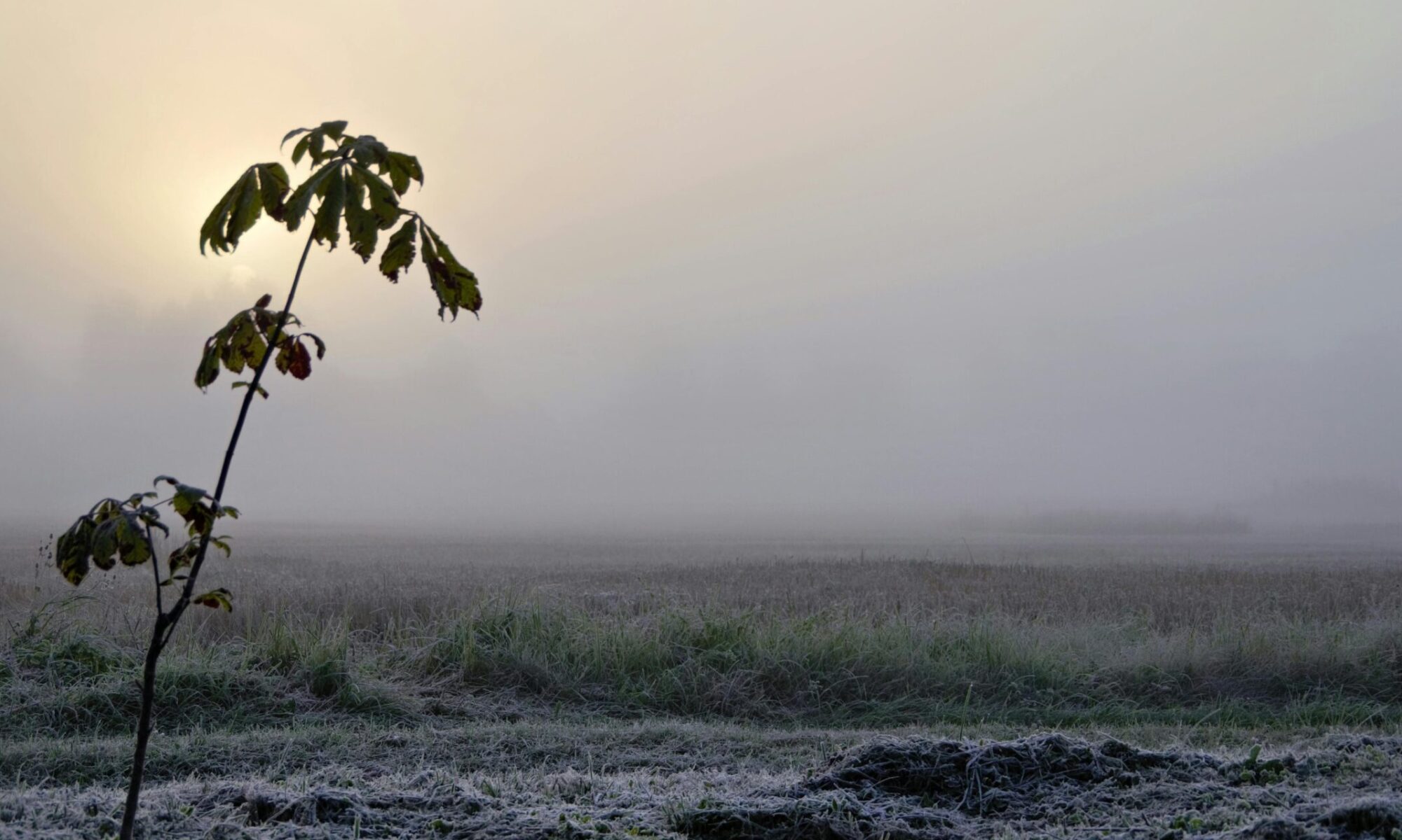 Serene frosty morning landscape with sunrise